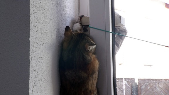 Katze testet Katzenübergang
