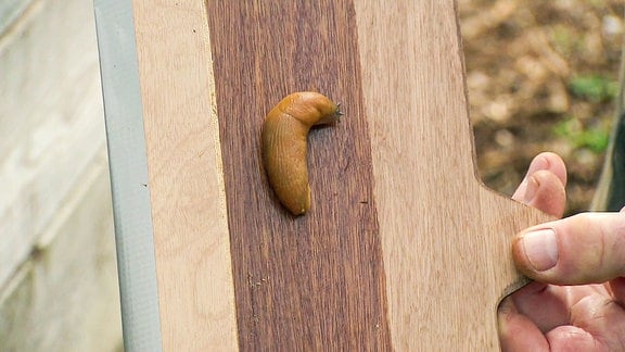 Eine Schnecke auf einem Stück Holz