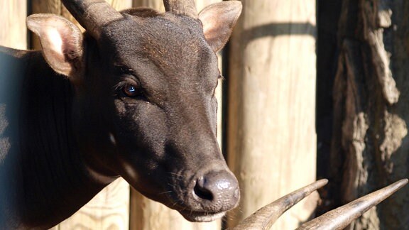 Anoas im Zoo Leipzig.