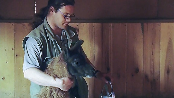 Eine Pfleger legt dem Lama Horst ein Geschirr an.