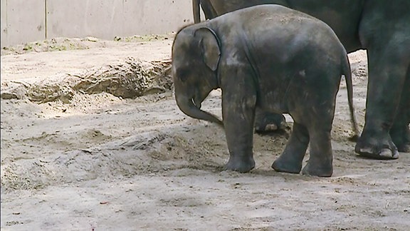 Der Elefantenjunge Voi Nam vor seiner Mutter.