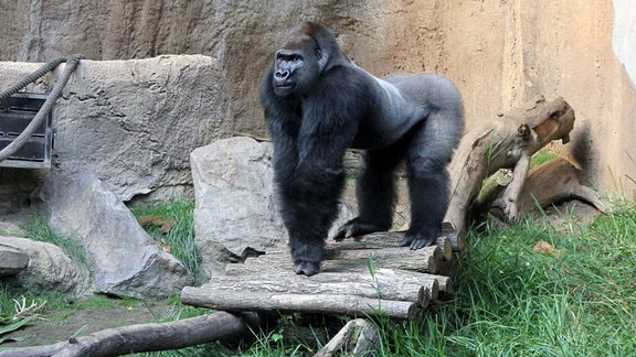 Gorilla Abeeku aus dem Leipziger Zoo