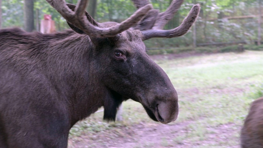 Elche Im Tierpark Gera Mdr De