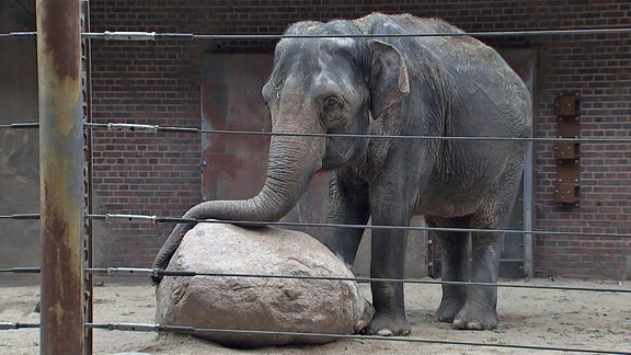 Elefant Don Chung im Zoo Leipzig