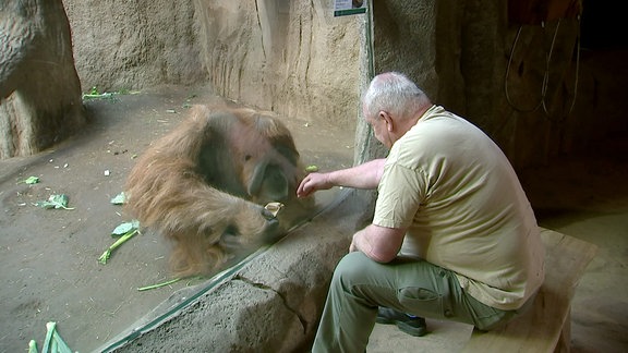 Ein Mann sitzt vor einer Glasscheibe und berührt diese mit der Hand. Hinter der Scheibe sitzt ein Orang-Utan.