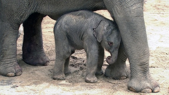 Neu geborenes Elefantenbaby steht unter Mutter Thuza