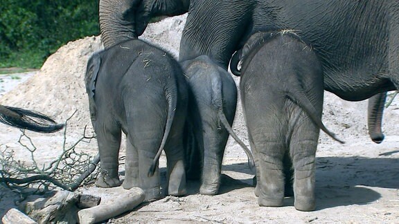 Elefanten-Jungtiere im Zoo Leipzig