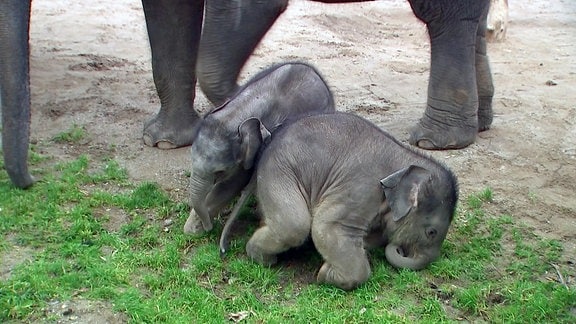 Elefanten-Nachwuchs im Zoo Leipzig