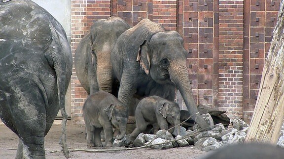 Elefanten auf der Außenanlage im Zoo Leipzig