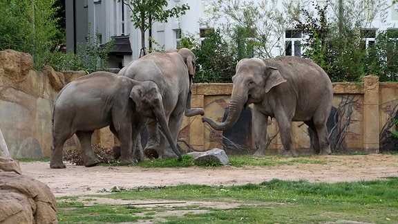 Die Elefanten Thura, Rani und Saida im Zoo Leipzig