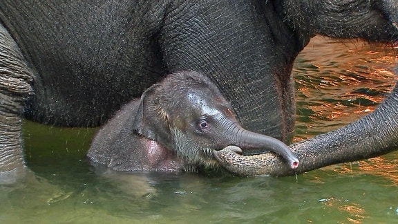 Elefantenkalb Akito im Wasserbecken im Elefantenhaus des Zoo Leipzig