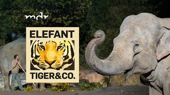 Elefant, Tiger & Co. - Logo