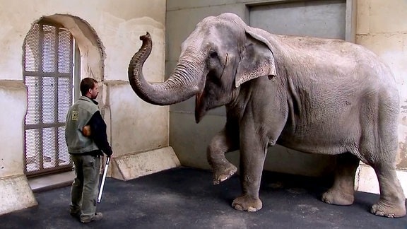 Elefant zeigt Kunststückchen
