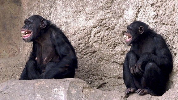 Die zwei neuen Schimpansinnen haben was zu lachen.