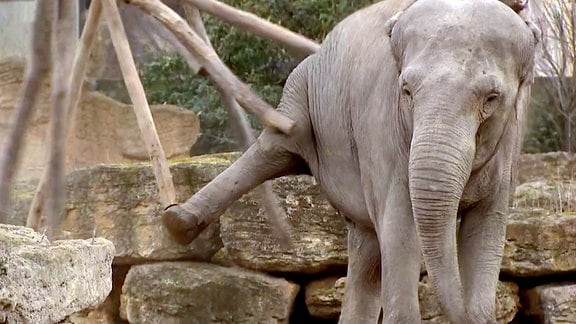 Holzspielzeug für Elefanten