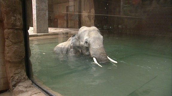 Ein Elefant im Wasser