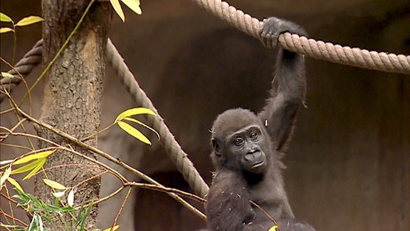 Gorillamädchen beim Seiltanz