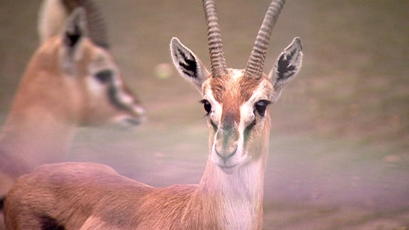 Eine Gazelle schaut neugierig.
