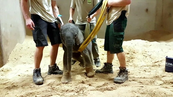 Tierpfleger helfen kleinem Elefant auf die Beine