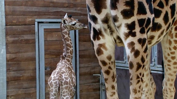 Giraffenjungtier im Zoo Leipzig