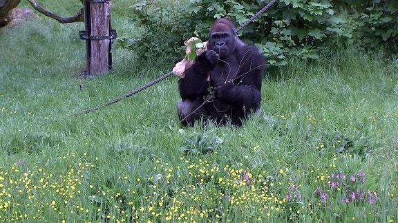 Gorilla Abeeku sitzt auf der Außenanlage des Pongoland im Zoo Leipzig