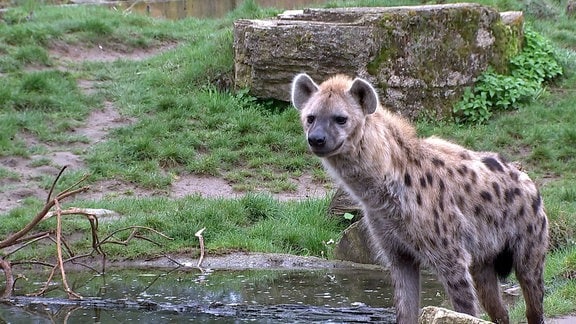 Hyäne im Zoo Leipzig