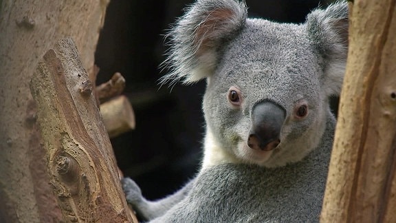 Koala Bouddi im Zoo Leipzig