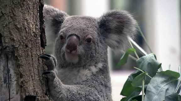 Koala Mandie auf ihrem Freisitz im Zoo Leipzig