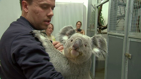 Koala Yuma nach der Ankuft im Zoo Leipzig