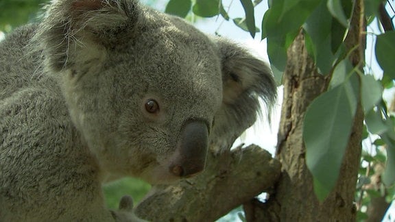 Koala Yuma im Zoo Leipzig