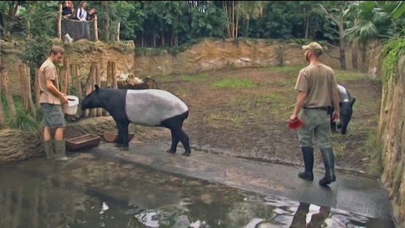Tierpfleger mit Tapir