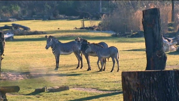 Zebras auf der Afrikasavanne