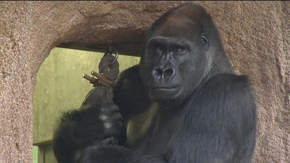 neuer Gorilla im Zoo Leipzig