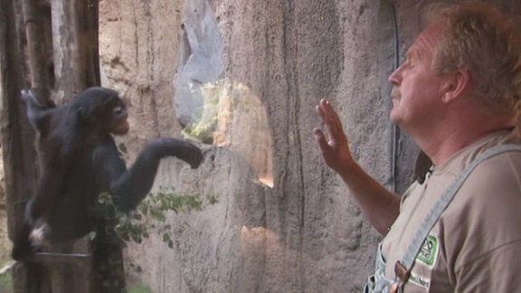 Ein Bonobo mit einem Tierpfleger