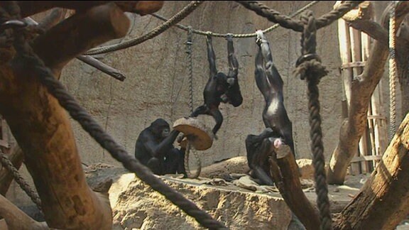 eine Gruppe Bonobos