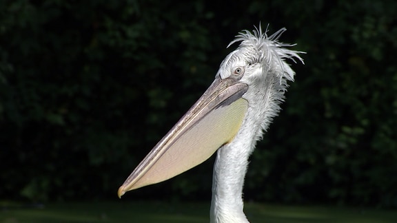 Pelikan im Zoo Leipzig