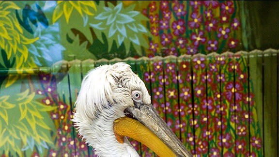 Ein Pelikan im Zoo steht auf einem Baumstamm.