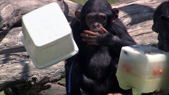 Ein Schimpanse im Zoo Leipzig mit einem Eimer Eis