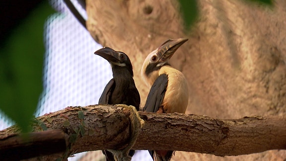 Zwei Tariktik-Hornvögel sitzen auf einem Ast