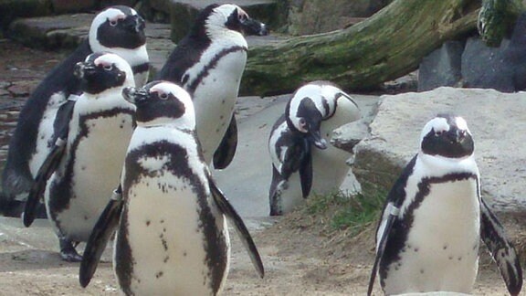 Ein Gruppe Pinguine