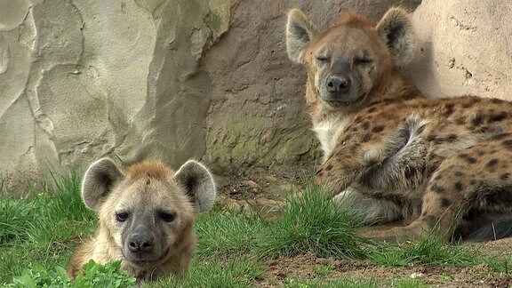 Zwei Hyänen im Zoo Leipzig