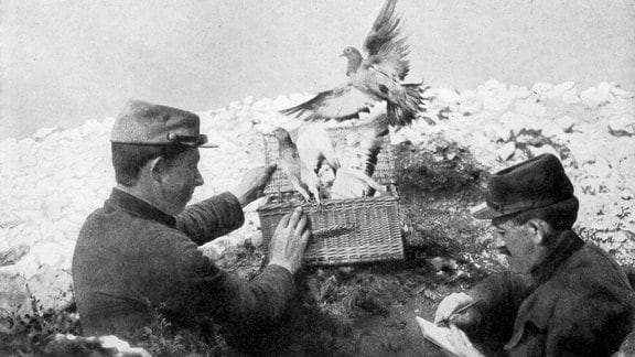 Brieftauben im Ersten Weltkrieg, 1915