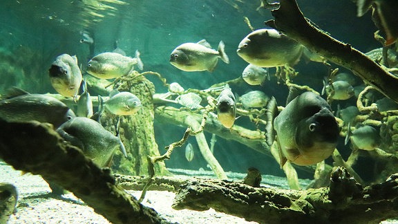 Fische im Aquarium