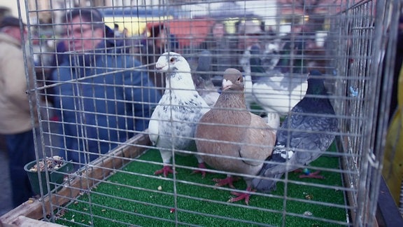 Taubenmarkt Naumburg: Tauben in einem Käfig