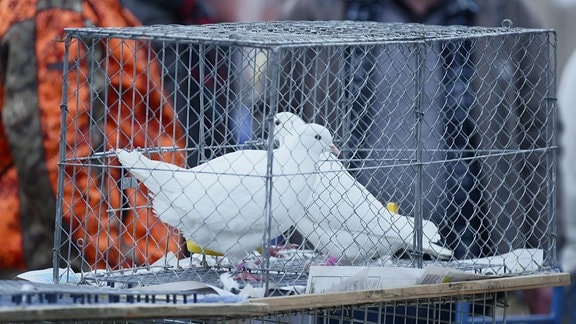 Zwei weiße Tauben in einem Käfig
