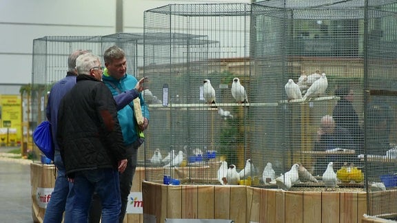 Züchter Gunter Neumeister mit Tauben auf der Geflügelschau "Lipsia"