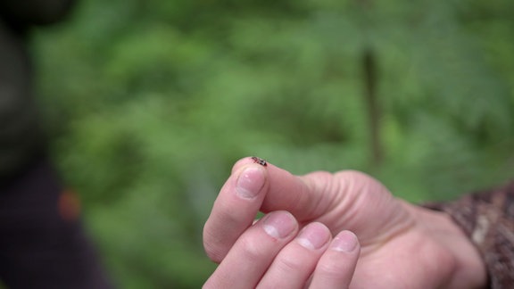 Käfer auf Fingerspitzen