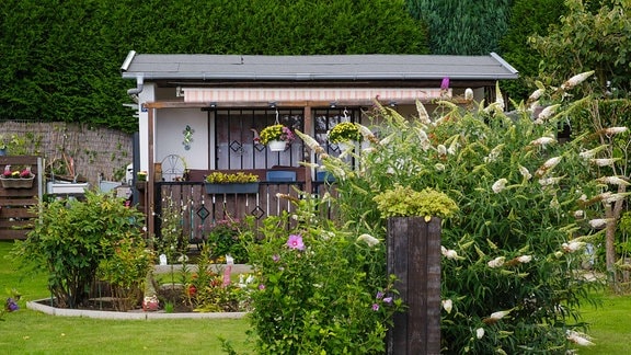 Blühender Schmetterlingsflieder vor einer Gartenlaube