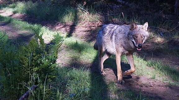 Wolf auf Waldweg