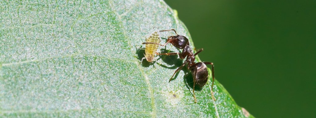 Ameisen Wie Sie Die Lastigen Insekten Loswerden Mdr De